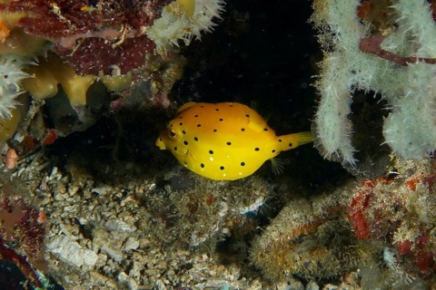 A juvenile yellow-spotted yellow boxfish (Ostracion cubicus) seeks shelter in a reef, SD dive site,