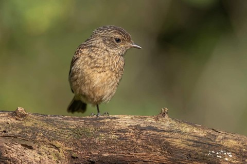 A young stonechat (Saxicola rubicola), European stonechat. The sun is shining and there is grass