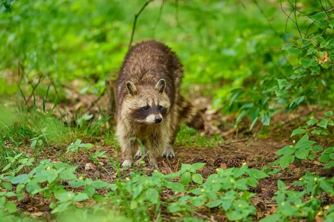 A raccoon on the forest floor amidst green foliage, raccoon (Procyon lotor), Hesse, Germany