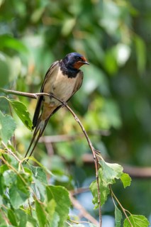 Hirundo rustica, barn swallow, birds, high size, portrait format, passeri, swallows, songbirds,