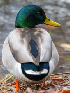 Anas platyrhynchos, mallard, mallard, anatidae, birds, ducks, ducks, ducks, drakes, high size,