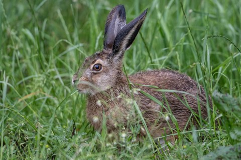 European hare (Lepus europaeus), Lower Saxony, Germany