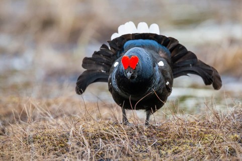 Black grouse (Lyrurus tetrix), black grouse courtship in Sweden, Fågelsjö, Gävleborgs län, Sweden