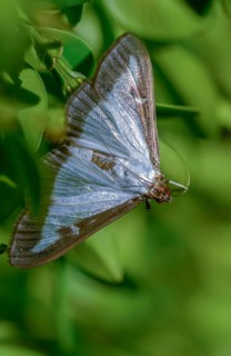 Box tree moth, boxwood moth, boxwood moth, cydalima perspectalis, moth, high size, portrait format,
