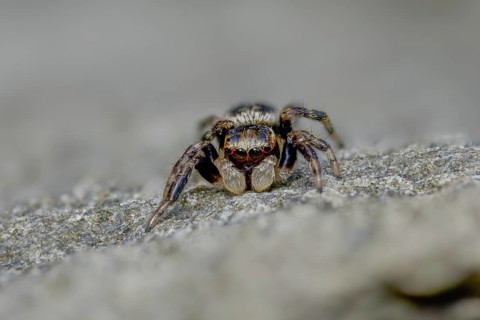 Arachnida, brown jumping spider, colorful crescent jumper, common jumping spider, evarcha falcata,
