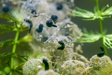 Common frog, Common Frog, rana temporaria, amphibians, amphibians, freshly hatched, frog, frog,