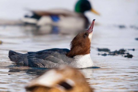 Goosander, goose säger, mergus merganser, anatidae, birds, duckbirds, female, sawyer, birds,