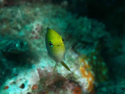 A small yellow-green fish, the Ambon damselfish (Pomacentrus amboinensis), a reef wrasse, swimming