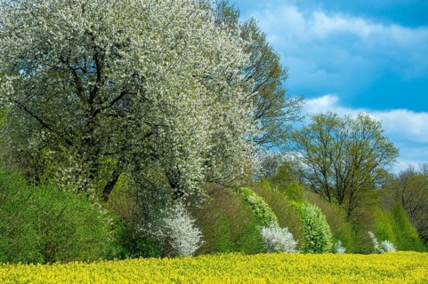 Blooming trees on a rapeseed field, Zarrentin, Mecklenburg-Western Pomerania, Germany