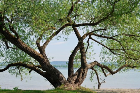 White willow (Salix alba) on the shores of Lake Constance, Baden-Württemberg, Germany