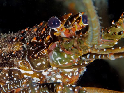 Close-up of a spotted spiny crayfish (Panulirus guttatus) showing its intricate pattern and long