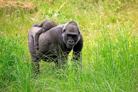 Western gorilla (Gorilla gorilla), adult, female, mother, carrying, infant, on her back, foraging