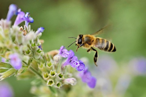 Western honey bee (Apis mellifera), approaching a catnip (Nepeta faassenii) flower, Meienberg,