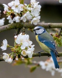 Blue tit, Parus caeruleus, birds, spring, high size, portrait format, meadow orchard, tits,