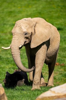 African bush elephant (Loxodonta africana) on a meadow, captive, distribution Afrika