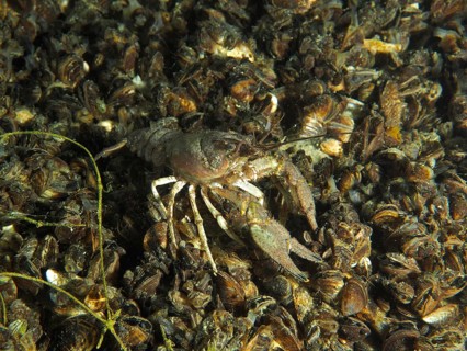 Mud crayfish (Faxonius limosus), American crayfish, invasive species, moving on quagga mussels