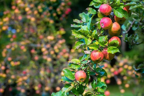 Cultivated apple, Malus domestica, rosaceae, rose family, apple, flora, meadow orchard, plants,
