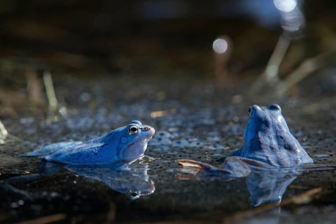 Moor frog, moor frog, rana arvalis, amphibians, amphibians, courtship behavior, courtship display,