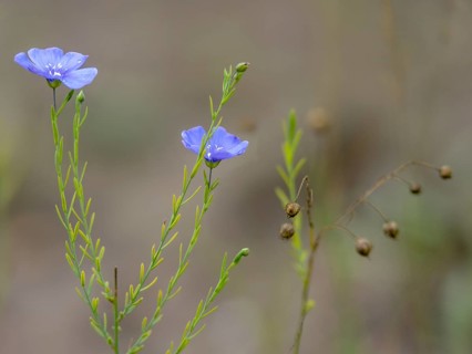 Asian Flax, Austrian Flax, Brandenburg, Germany, flax, linaceae, Linum Austriacum, Nabu, Nabu