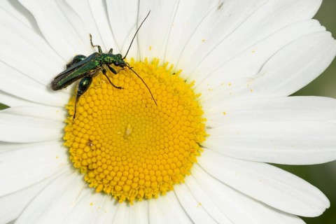 Thick-legged flower beetle (Oedemera nobilis) adult insect on an Oxeye daisy flower in summer,
