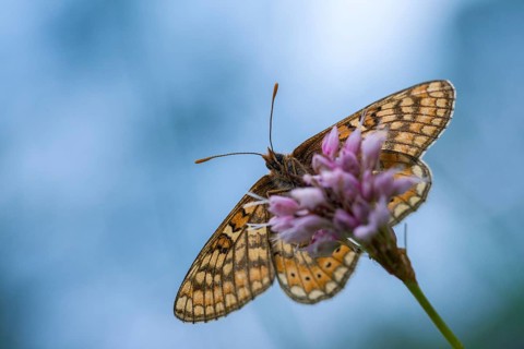 Bite check moth, bite tick moth, euphydryas aurinia, eurodryas aurinia, golden tick moth, green