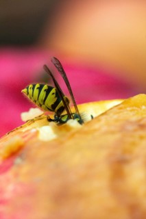 German wasp, real wasp, German wasp, hymenoptera, short-headed wasps, vespula germanica, on apple,