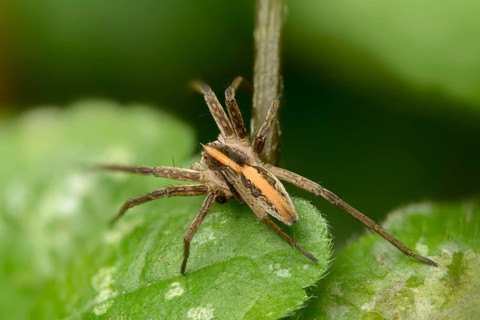 Araneomorphae, bridal gift spider, real web spiders, list spider, nursery web spider, pisaura