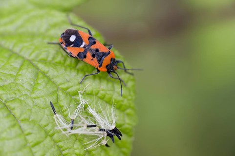Lygaeus equestris, knight bug, black and red bug, ground bugs, insects, bugs