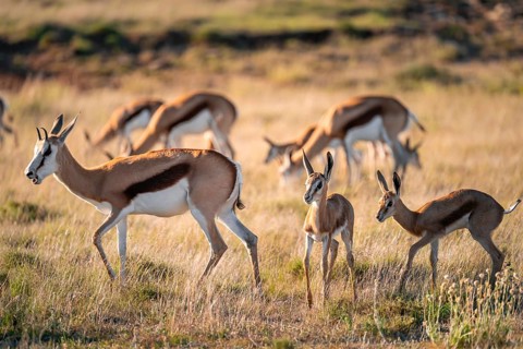Two young springbok (Antidorcas marsupialis) in meadow, Mountain Zebra National Park, South Africa
