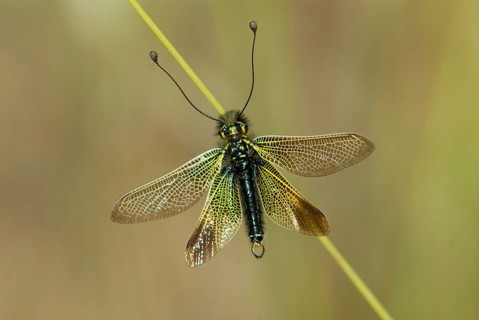 Baetian owlfly, baetian butterfly shaft, dragonfly baeticus, butterfly, extremadura, insects,