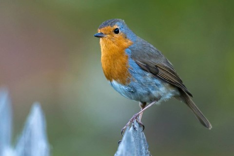 Erithacus rubecula, robin, robins, birds, garden, garden fence, passeri, songbirds, songbirds,