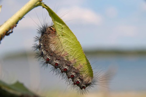 Gypsy moth, Lymantria dispar, spongemoth, butterfly, inchworm, insects, moths, moths, moths,