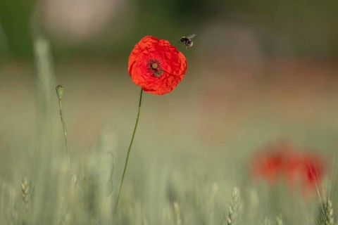 Red poppy stands alone in the field. A bee is sitting on a flower. The sky is clear and the sun is