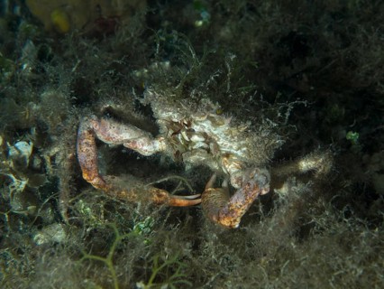 Small crab, Mediterranean spider crab (Maja crispata), covered in seaweed, almost invisible on the