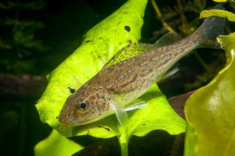Gymnocephalus cernuus, tadfish, pope, ruff, fish, fishes, pisces