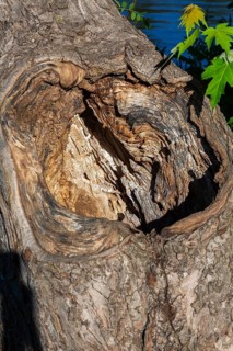 Large deep cavity surrounded by thick callus growth on old decaying deciduous tree trunk where a
