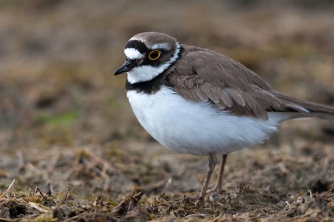 Charadrius dubius, plover, little ringed plover, birds, charadriiformes, limikolen, plower, plover,