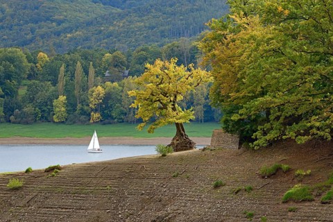View of Lake Eder with a sailing boat, a solitary oak (Quercus) on the shore, autumn,