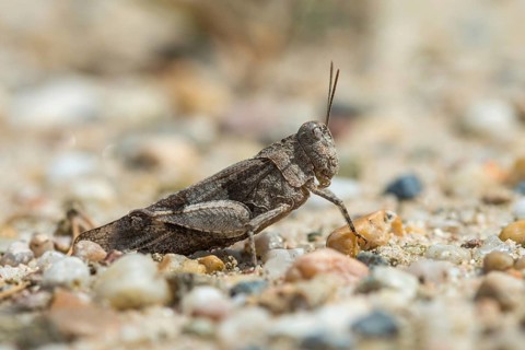 Blue-winged wasteland scare, caelifera, short-feeler scare, Oedipoda caerulescens, Oedipodinae,