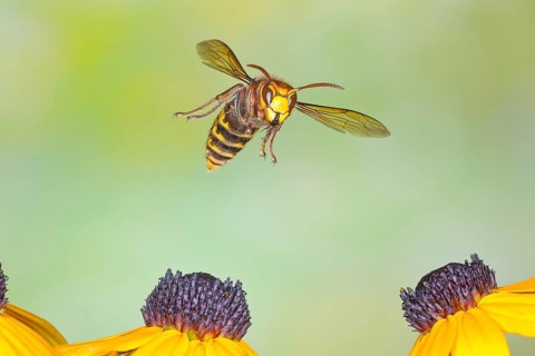 Hornet (Vespa crabro), in flight over the flowers of the yellow coneflower (Echinacea paradoxa) –