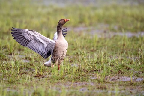 A greylag goose (Anser anser) flaps its wings in a wet meadow, Dümmer, Lembruch, Lower Saxony,