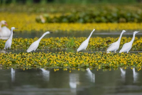 Little Egret (Egretta garzetta) Hungary