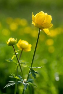 Budabin seed, buttercup, butter ball, butterrose, globe flower, goldhead, buttercup family, ball