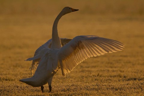 Whooper Swan (Cygnus cygnus) flapping, North Rhine-Westphalia, Germany