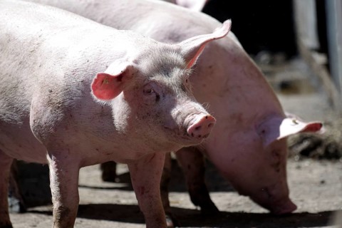 Domestic pig (Sus scrofa domesticus), portrait, free-range, sunlight, Germany
