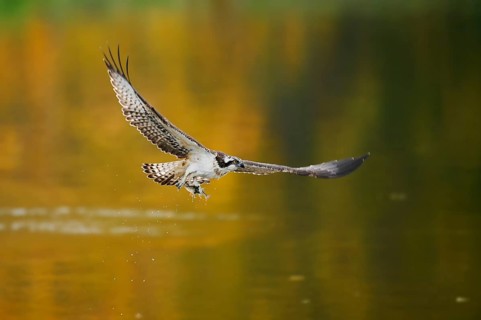 An osprey (Pandion haliaetus) flies over a lake with a fish caught in its talons, North