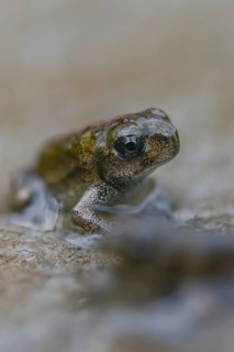 Bufo calamita, epidalea calamita, toad, natterjack toad, amphibians, amphibians, high size,