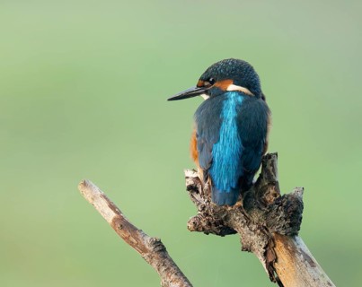 Kingfisher (Alcedo atthis) sitting on an old branch, perch and looking for prey, Lower Saxony,