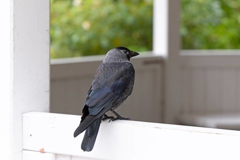 Jackdaw (Coloeus monedula), pavilion, Spiekeroog, East Frisia, Lower Saxony, Germany