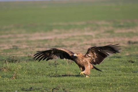 Juvenile Iberian Eagle (Aquila adalberti), Spanish imperial eagle, Extremadura, Castilla La Mancha,